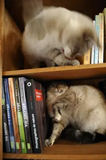 Shelf: Two cats fighting in the bookcase France