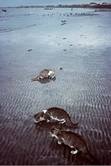 Scavenging: CATS AFTER THE FISHING CATCH