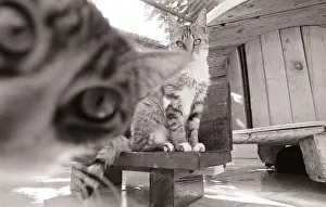 Lost: Cats and game structure Refuge of Beauregard France