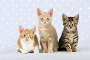 Normal: Cats - Ginger & White, Cream Tabby & normal tabby kittens