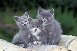 Huddled: Cats - Three grey and white kittens together on logpile