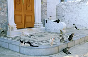 Santorini: CATS - Group, on mosaic