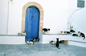 Santorini: CATS - Group, on steps, with blue door