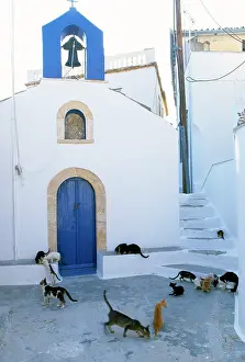 Santorini: CATS - Group, on steps, with blue door