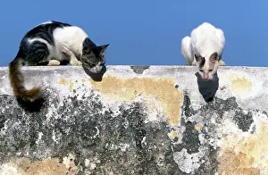 Lamu: Cats - on the Island of Lamu