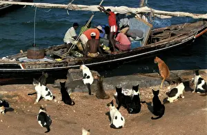 Lamu: Cats - on the Island of Lamu