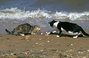Lamu: Cats - on the Island of Lamu