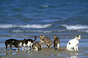 Lamu: Cats - on the Island of Lamu