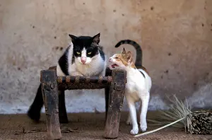 Lamu: Cats - on the Island of Lamu