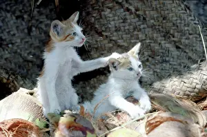 Lamu: Cats - on the Island of Lamu