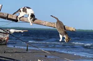 Lamu: Cats - on the Island of Lamu