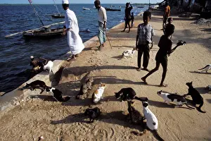 Lamu: Cats - on the Island of Lamu
