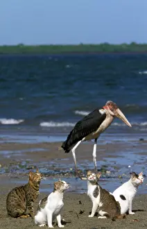 Lamu: Cats - on the Island of Lamu - Indian Ocean