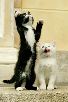Awaiting: Cats - Two kittens playing together, awaiting feed