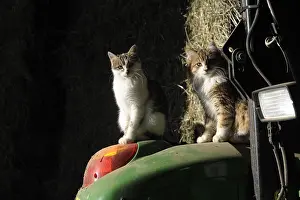 Tractors: Cats looking sat on a tractor on a farm France