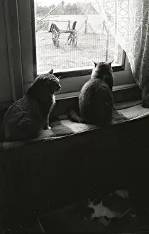Cart: Cats looking out the window Refuge of Beauregard France