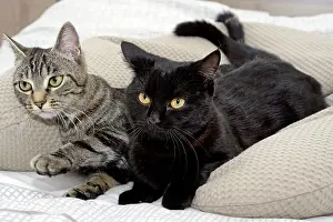 Perception: Cats lying down on pillows
