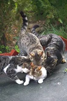 Reproductions: Cats males on female