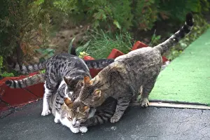 Reproductions: Cats males on female