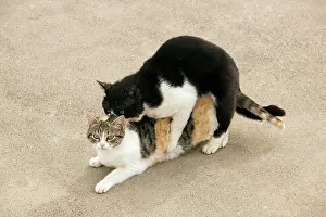 Stray: Cats - mating - Stray