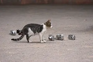 Cameras: Cats in the middle of tourist cameras Morocco