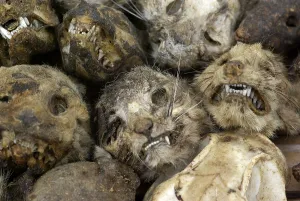 Markets: Cats mummified heads for voodoo ceremonies Benin