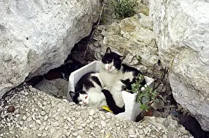 Naples: Cats in Naples Italy