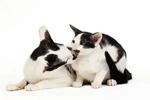 Orientals: Cats - Oriental
