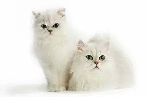 Chinchillas: Cats - Persian Chinchilla