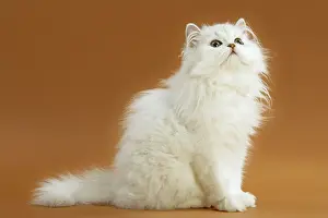 Chinchillas: Cats - Persian Chinchilla