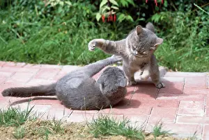Playfighting: Cats - playfighting