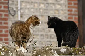 Ready: Two cats ready to fight for the same territory Yport