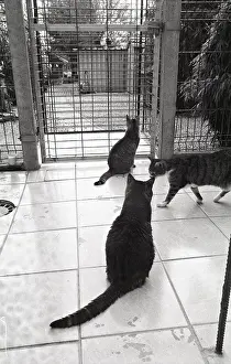 Bored: Cats Refuge of Beauregard France