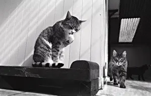 Cleanse: Cats Refuge of Beauregard France