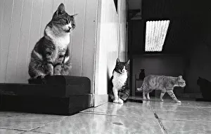 Bored: Cats Refuge of Beauregard France