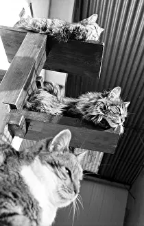 Bored: Cats resting Refuge of Beauregard France