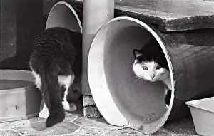 Kennel: Cats in rollers Refuge of Beauregard France