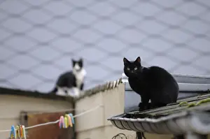 Roofs: Cats on a roof Yport France
