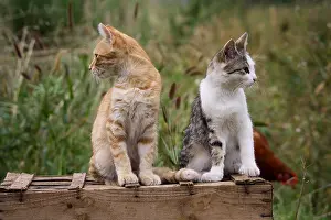 Board: Two Cats sat on a wooden box