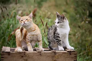 Board: Two Cats sat on a wooden box