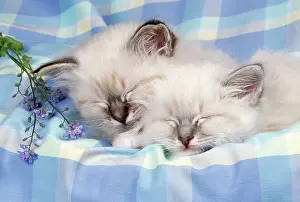 Check: CATS - Seal Tabby and Blue Tabby Birman kittens