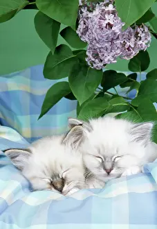Check: CATS - Seal Tabby and Blue Tabby Birman kittens