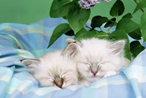 Check: CATS - Seal Tabby and Blue Tabby Birman kittens