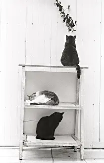 Shelf: Cats on a shelf Refuge of Beauregard France