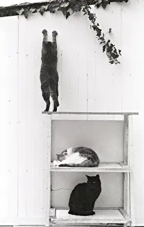 Shelf: Cats on a shelf Refuge of Beauregard France