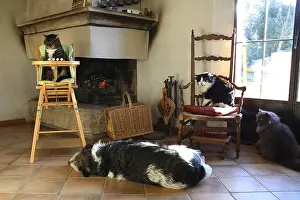 Rooms: Cats sitting and dog slept around a fireplace France