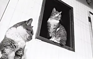 Kennel: Cats sitting beside a window Refuge of Beauregard
