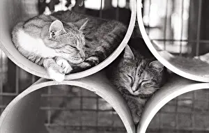 Bored: Cats sleep in rollers Refuge of Beauregard France