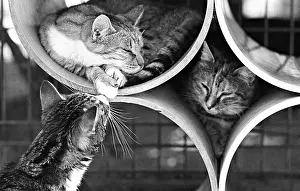 Bored: Cats sleep in rollers Refuge of Beauregard France