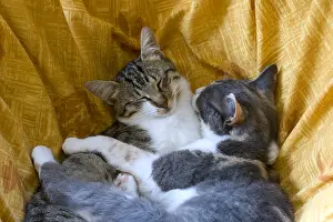 Perception: Cats sleeping together on a couch